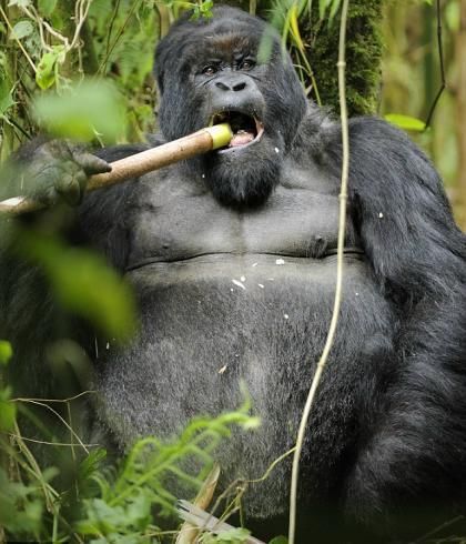 Mountain gorillas are highly endangered wild animals in the world. There are about 380 in the Virunga Mountains of Rwanda. [File photo from Xinhua]