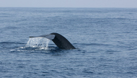 A whale can be seen in the sea of Mirissa, a beauty spot which is famous of whale watching in southern Sri Lanka, on April 19, 2009. [Xinhua]