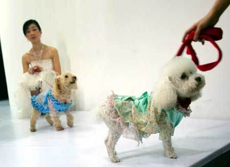 Models leading dogs wait for performance during a pet costume show held by Wenzhou Vocational and Technical College in Wenzhou City, east China's Zhejiang Province, April 22, 2009. The pet costumes on show are designed by the students majoring in fashion show of the college. [Xinhua]