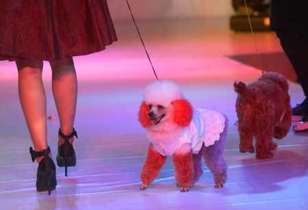 A model leads a dog wearing designed costume on a pet costume show held by Wenzhou Vocational and Technical College in Wenzhou City, east China's Zhejiang Province, April 22, 2009.