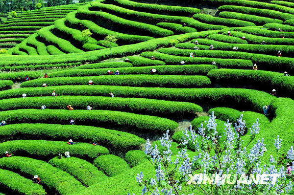 People pick tea leaves at a tea plantation in Fuzhou, southern China&apos;s Fujian Province, on April 24, 2009. The plantation has welcomed its spring harvest of a new tea bush introduced from Taiwan. [Photo:Xinhuanet] 