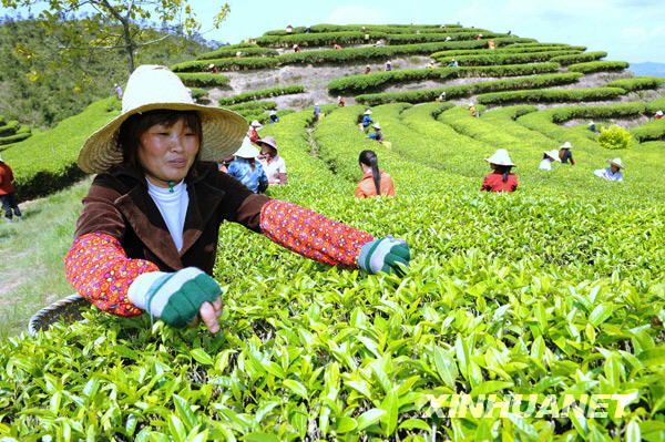 People pick tea leaves at a tea plantation in Fuzhou, southern China's Fujian Province, on April 24, 2009. The plantation has welcomed its spring harvest of a new tea bush introduced from Taiwan. [Photo:Xinhuanet] 