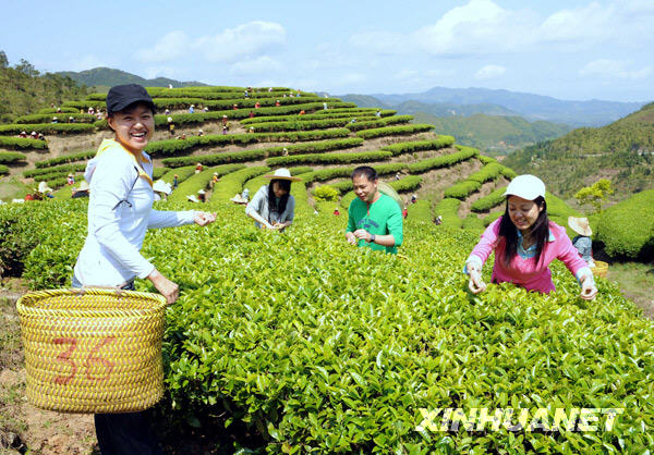 People pick tea leaves at a tea plantation in Fuzhou, southern China&apos;s Fujian Province, on April 24, 2009. The plantation has welcomed its spring harvest of a new tea bush introduced from Taiwan. [Photo:Xinhuanet]
