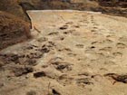 Dinosaur footprint fossils face the triple threats