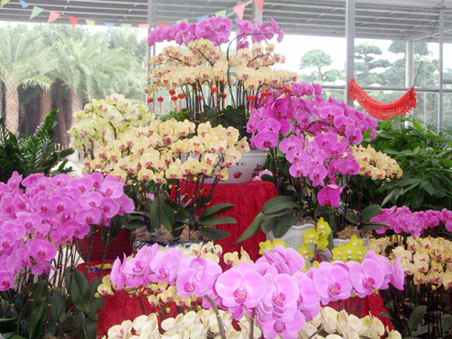 Farmers in Chencun bring in Chinese orchid from Taiwan. Now in Chencun, there are orchid with different types and colors. [Photo: CRIENGLISH.com]