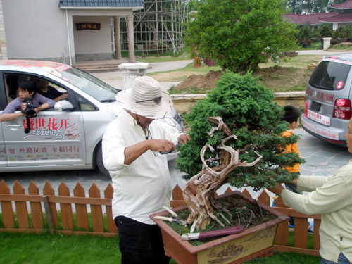 A gardener is clipping the bonsai. [Photo: CRIENGLISH.com]