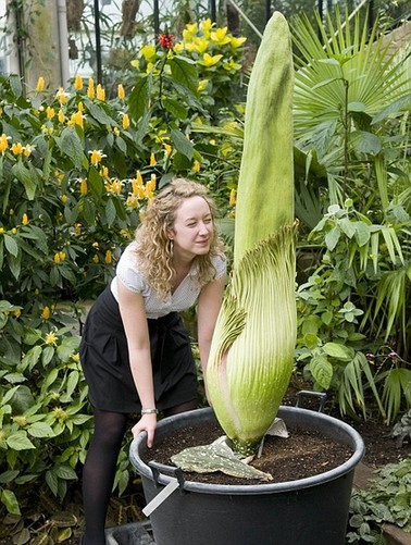 One of two Titan Arum plants due to bloom at Kew Gardens in the next couple of days. [China Daily]