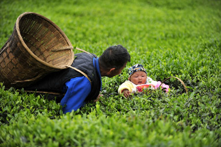 A local farmer plays with his grandchild while plucking tea leaves at a tea garden in Enshi, central China's Hubei Province, April 26, 2009. [Photo: Xinhua]