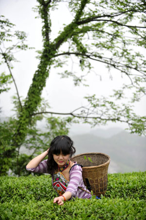 A tourist plucks tea leaves at a tea garden in Enshi, central China&apos;s Hubei Province, April 26, 2009. Local farmers live on planting tea on the 47,390,000 square meters&apos; tea gardens at the Bajiao village of Dong ethnic group in southwest Enshi.[Photo: Xinhua] 