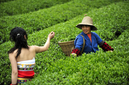 A girl helps a local farmer pluck tea leaves at a tea garden in Enshi, central China's Hubei Province, April 26, 2009. [Photo: Xinhua]