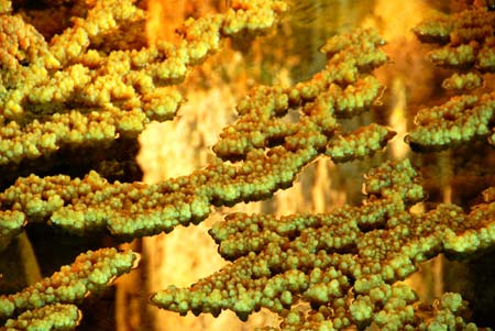 Photo taken on April 24 shows the stalactite in the Furong Karst Cave in Wulong County of southwest China's Chongqing. About 30 different kinds of Sedimentary Characteristics can be found in the single cave, with an area of 37,000 square meters, which draws attention of many experts and tourists.[Photo: Xinhua]