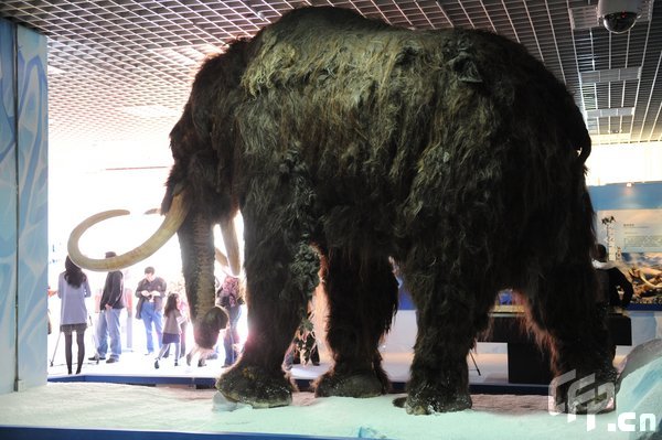 Yukagir, the first woolly mammoth to be completely preserved in a frozen environment, is displayed in Beijing Museum of Natural History April 27, 2009. The adult male woolly mammoth living around 18,000 years ago and Oymiakon, a baby mammoth born about 40,000 years ago, were flown to Beijing last week from Russia for exhibition. [CFP]