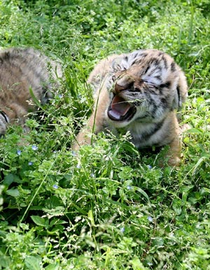 Three Manchurian tiger cubs enjoy the sunshine at the Kunshun Zoo in Kunshan City of east China's Jiangsu Province, April 29, 2009. Three nine-day-old Manchurian tiger cubs came out of the cage to enjoy spring sunshine at the Kunshan Zoo on Wednesday, and were expected to meet visitors during the coming May Day holidays. (Xinhua/Pu Jianming)