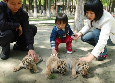 People look at three Manchurian tiger cubs enjoying the sunshine at the Kunshun Zoo in Kunshan City of east China's Jiangsu Province, April 29, 2009. Three nine-day-old Manchurian tiger cubs came out of the cage to enjoy spring sunshine at the Kunshan Zoo on Wednesday, and were expected to meet visitors during the coming May Day holidays. (Xinhua/Su Min)