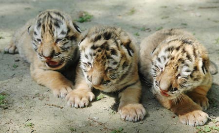 Three Manchurian tiger cubs enjoy the sunshine at the Kunshun Zoo in Kunshan City of east China's Jiangsu Province, April 29, 2009. Three nine-day-old Manchurian tiger cubs came out of the cage to enjoy spring sunshine at the Kunshan Zoo on Wednesday, and were expected to meet visitors during the coming May Day holidays. (Xinhua/Su Min)