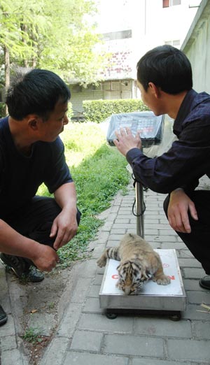 A keeper weighs a Manchurian tiger cub at the Kunshun Zoo in Kunshan City of east China's Jiangsu Province, April 29, 2009. Three nine-day-old Manchurian tiger cubs came out of the cage to enjoy spring sunshine at the Kunshan Zoo on Wednesday, and were expected to meet visitors during the coming May Day holidays. (Xinhua/Su Min)