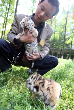 A keeper checks a Manchurian tiger cub at the Kunshun Zoo in Kunshan City of east China's Jiangsu Province, April 29, 2009. Three nine-day-old Manchurian tiger cubs came out of the cage to enjoy spring sunshine at the Kunshan Zoo on Wednesday, and were expected to meet visitors during the coming May Day holidays. (Xinhua/Pu Jianming)