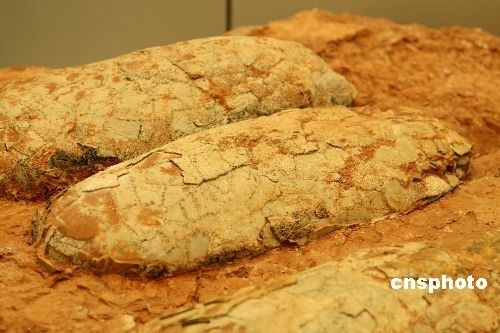 The biggest fossilized dinosaur egg found in Tiantai County of Zhejiang Province. 