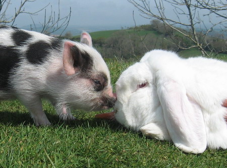 William the miniature pig and his best friend Charles the giant rabbit are pictured together at Pennywell Farm in Devon, Britain Wednesday April 29, 2009. [CFP]