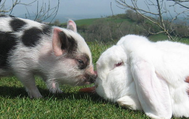 William the miniature pig and his best friend Charles the giant rabbit are pictured together at Pennywell Farm in Devon, Britain Wednesday April 29, 2009. [CFP]