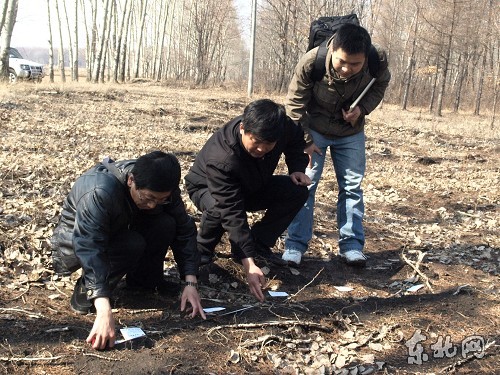 Workers from No. 852 Forest Farm of the Helongjiang Provincial Land Reclamation Bureau spotted a rare Siberian tiger April 21, local authorities said. Animal experts have confirmed it was a female Siberian tiger after finding fur and paw prints nearby, hunan.voc.com.cn reported on May 4.