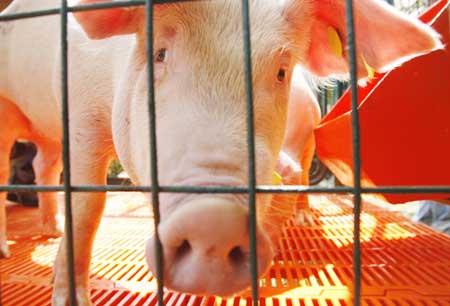 A pig is seen during a campaign by Peru's Agriculture Ministry to promote the consumption of pork in Lima May 5, 2009. Pork sales in Peru have registered a drop of up to 15 percent in recent weeks due to the outbreak of influenza A (H1N1), formerly referred to as swine flu, the Agriculture Ministry said.