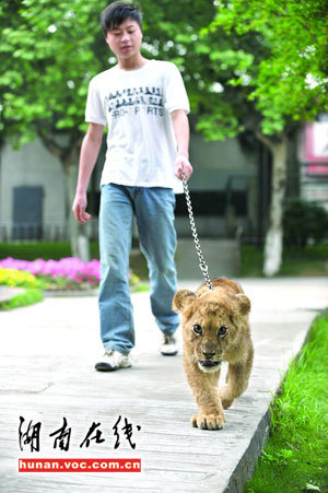 A visitor is allowed to walk a lion in the designated road in the Changsha Zoo on April 28, 2009. The zoo plans to build a school for all of its lion and tiger cubs.