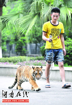 A visitor is allowed to walk a tiger in the designated road in the Changsha Zoo on April 28, 2009. The zoo plans to build a school for all of its lion and tiger cubs.