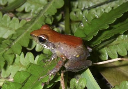 A frog of the new species "guibemantis liber" is seen in this undated picture released by the Spanish Scientific Research Council (CSIC) on May 6, 2009. Scientists have found more than 200 new species of frogs in Madagascar but a political crisis is hurting conservation of the Indian Ocean island
