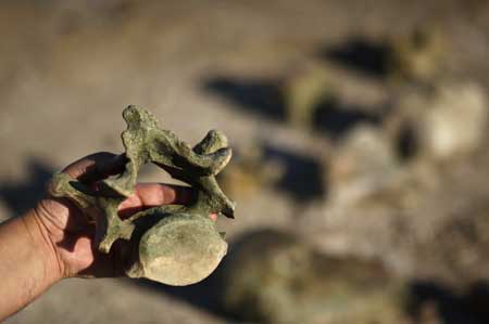 Gustavo Lara, Director of Culture of the town of Roque Perez, holds a vertebra bone of a glyptodont, a kind of large armadillo, at an excavation site on the outskirts of Roque Perez, some 135 km (84 miles) south of Buenos Aires, May 6, 2009. Fossil bones of nine glossopteris, a glyptodont, the nearly complete skeleton of a megatherium and a head of a stegomastodon dated from the Pleistocene, the epoch from 1.8 million to 10000 years ago, were found by paleontologists in the sediments of the Salado River due to a drought that has been affecting the area for months, local media reported.