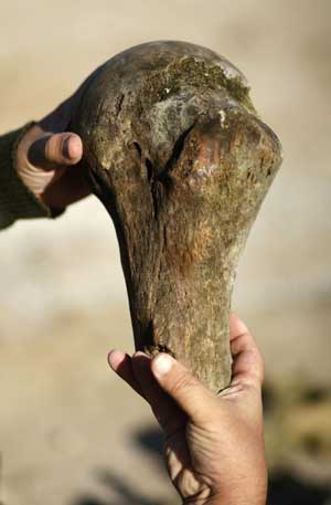 Gustavo Lara, Director of Culture of the town of Roque Perez, holds part of a femur bone of a glyptodont, a kind of large armadillo, at an excavation site on the outskirts of Roque Perez, some 135 km (84 miles) south of Buenos Aires, May 6, 2009. Fossil bones of nine glossopteris, a glyptodont, the nearly complete skeleton of a megatherium and a head of a stegomastodon dating from the Pleistocene, the epoch from 1.8 million to 10,000 years ago, were found by paleontologists in the sediments of the Salado River due to a drought that has been affecting the area for months, local media reported.