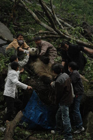 File photo shows the Wolongers were saving a panda called 'Guoguo' at the Wolong reserve after the devastating earthquake. [China.org.cn] 