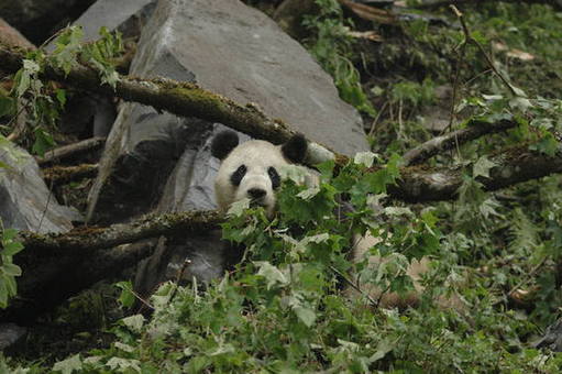 File photo shows a frightened panda was found at the Wolong reserve after the devastating earthquake. [China.org.cn]