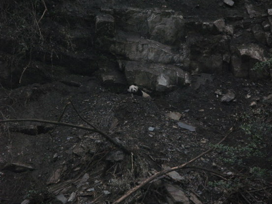 File photo shows a frightened panda was found at the Wolong reserve after the devastating earthquake. [China.org.cn] 