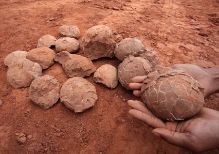 A construction worker shows the dinosaur egg fossils at a construction site in Nankang, east China's Jiangxi Province, May 7, 2009. Some 22 round dinosaur egg fossils, with the diameter of 10-12 centimeters, were found here recently. (Xinhua/Xu Chaoyang) 