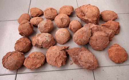 Photo taken on May 7, 2009 shows dinosaur egg fossils found at a construction site in Nankang, east China's Jiangxi Province. Some 22 round dinosaur egg fossils, with the diameter of 10-12 centimeters, were found here recently. (Xinhua/Xu Chaoyang) 