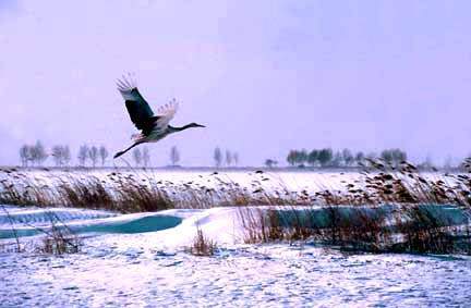 The Zhalong Nature Reserve in Heilongjiang Province [China.org.cn]