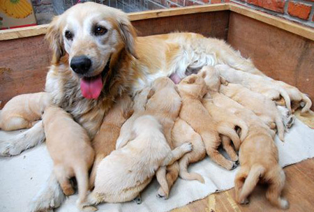 A dog feeds some of its 15 puppies at its owner's home in Huai'an city, east China's Jiangsu Province, May 5, 2009. The dog gave birth to 15 puppies two weeks ago and all of the doggies survived, giving their owner a surprising delight.