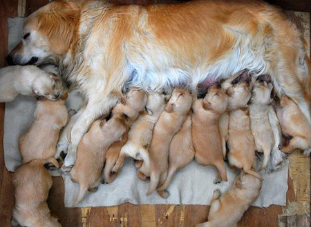 A dog feeds some of its 15 puppies at its owner's home in Huai'an city, east China's Jiangsu Province, May 5, 2009. The dog gave birth to 15 puppies two weeks ago and all of the doggies survived, giving their owner a surprising delight.