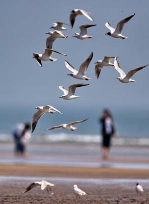 A bevy of birds hovers over the littoral swamp, at Qinhuangdao, north China's Hebei Province, May 9, 2009. 