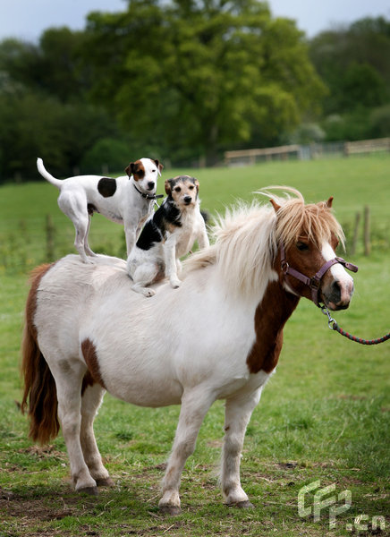 Freddie, who lives with owner Patricia Swinley, on Peglar's Farm from Flaxley, Gloucs, was riding on Daisy one day when Percy, who is owned by Patricia's friend Sally Jones, leapt up to join him.