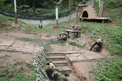 Photo taken on April 28 shows five of the last six pandas to be transferred to Bifengxia from Wolong. They are eating bamboos in the Leopard Mountain. [China.org.cn]