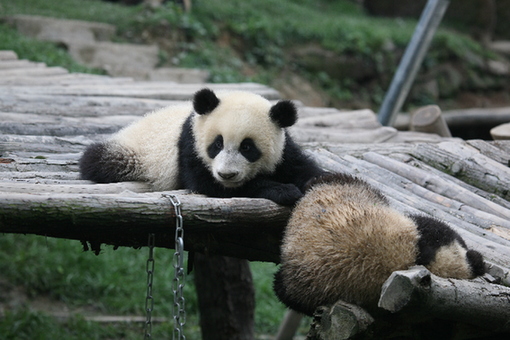 Photo taken on April 28, 2009 shows two panda cubs are playing happily in the Panda Kindergarten at Bifengxia Base in Ya'an City, Sichuan Province. [China.org.cn]