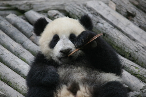 Photo taken on April 28, 2009 shows one of the 13 panda cubs is playing happily in the Panda Kindergarten at Bifengxia Base in Ya'an City, Sichuan Province. [China.org.cn] 