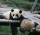 Pandas play in their new home