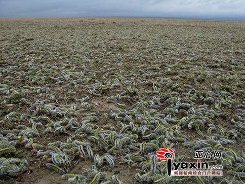 Photo taken shows an invasion of mysterious worms in Usu, Xinjiang Uygur Autonomous Region. 