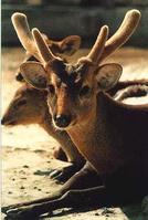 File photo: hog deer 