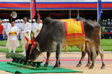 Sacred oxen eat corns symbolizing a good harvest during the annual royal ploughing ceremony in Phnom Pehn, capital of Cambodia, on May 12, 2009. The ceremony is an ancient royal rite of Cambodia to mark the traditional beginning of the rice-growing season and wish for a better harvest in the year. [Lei Baisong/Xinhua]