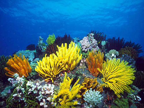 File photo: Coral reef