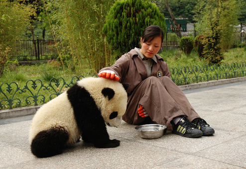 File photo shows one panda keeper is taking care of a panda suffering the Sichuan earthquake. [China.org.cn]